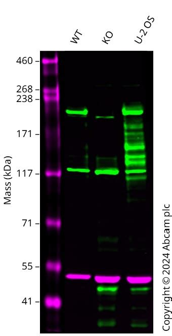 Human TJP1 (Tight junction protein ZO